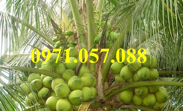 GIỐNG CÂY DỪA XIÊM LÙN XANH